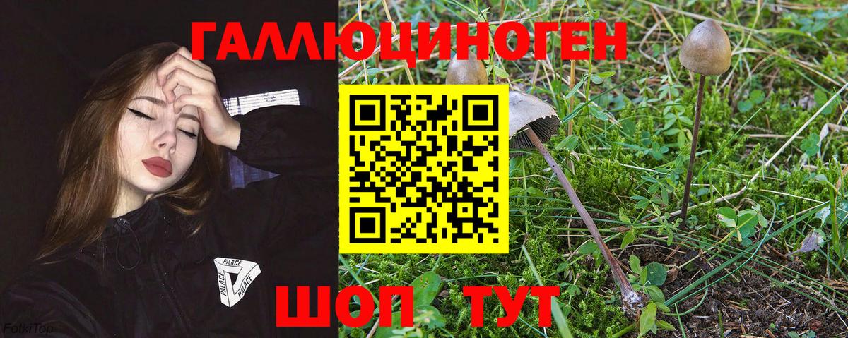 Майкоп  Псилоцибиновые грибы мицелий  Вход с VPN 